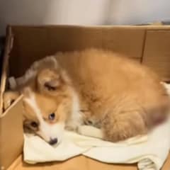 Abandoned Sick Puppy At Construction Site Now Travels The World With The Happiest Smile