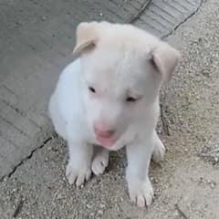 Driver Stops to Save Abandoned Puppy Stranded In The Middle Of The Road