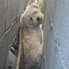 People Were Shocked To Find A Tiny Dirty Pup Hiding In The Tight Space Between Garage Walls