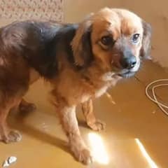 Heartbroken Dog Keeps Waiting In Empty House After Her Owner Passes Away