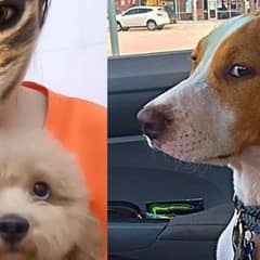 Funniest Pup Moments of the Week: You Won’t Believe Their Reactions!