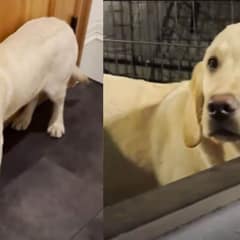 Kind Man Rescues Poor Lonely Puppy Locked In A Kennel For More Than 20 Hours