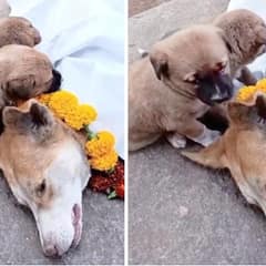 Heartfelt Goodbye: Two Pups Say Emotional Farewell to Their Sick Mother