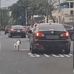 Heartbroken Pup Chases After Car, Refusing to Believe His Owner Left Him Behind