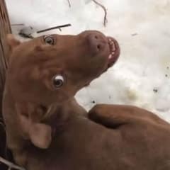 Abandoned Dog Shivering in Pain Finally Finds Hope and Love After Rescue
