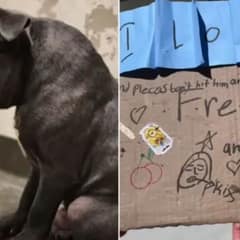 Abandoned Dog With Rare Condition Found Outside Shelter Alongside Emotional Note