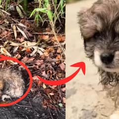 Stray Puppy Covered In Mud Crawls Along Roadway To Search For Food