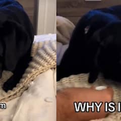 Black Lab’s Hilarious Reaction After Tasting Sparkling Water For The First Time Will Make Your Day