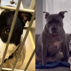 Heartwarming Journey of a Lonely Dog Finding Its Forever Family