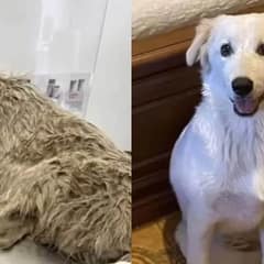 Devastated Dog Rescued From Ditch Reunites With Her Puppies And Can’t Stop Smiling