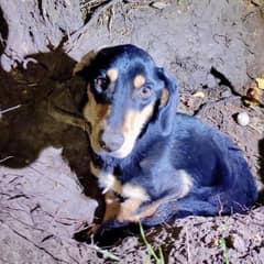 Neglected Pup Tied in a Garden Without Any Food For Days Finds His Happily Ever After
