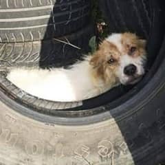 Gas Station Owner Discovers ‘Injured’ Stray Dog Hiding Away In a Worn-Out Tire