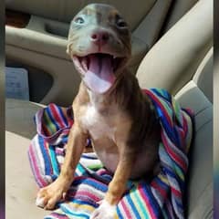 Happiest Puppy Can’t Stop Wagging Her Tails When She Leaves The Shelter