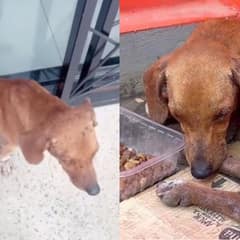 Loyal Dog Kept Waiting In Front Of The Store Where His Owner Abandoned Him