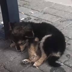 Man Saves Unconscious Puppy Found on the Side of the Road