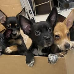 Abandoned Puppies Seek Help from Teacher Outside High School