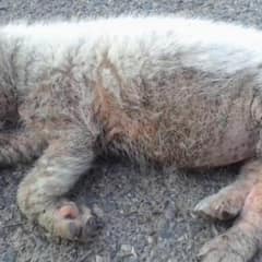 Malnourished Puppy Found Sleeping Alone In the Road, Desperate for a Chance at Life