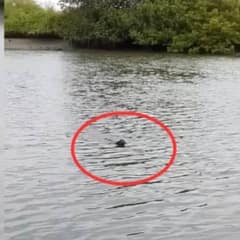 Fisherman Stared in Shock When He Saw An Unexpected Creature Swimming Toward Him