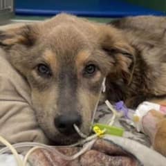 Foster Mom Rescues Starving Pup, Discovers He’s Her Soulmate