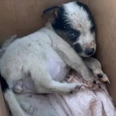 Puppy Overcomes Heartbreak After Being Abandoned by Owner, Finds A Loving Family
