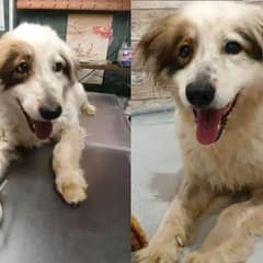 Stray Dog Faces Heartbreaking Diagnosis But Clings To Hope For A Loving Home