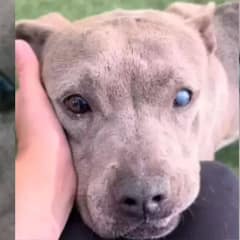 Family Leaves Their Faithful Senior Pup at the Vet, Saying They No Longer Want Her