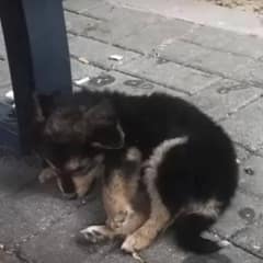 Stray Puppy Finds Forever Home After Being Rescued From the Streets
