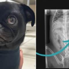 Pug Dog Requires Emergency Surgery After Swallowing 60 Hairbands
