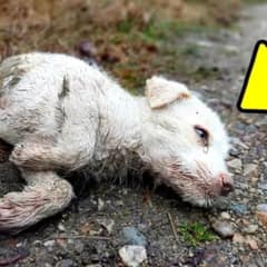 Devastated Pup’s Cry Leads To A Miraculous Rescue After Accident