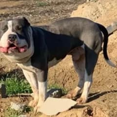 Rescuer Comes To The Rescue A Chubby Face Dog, Learns Of Its Health Challenge