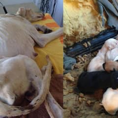 Brave Mama Dog Struggles in Pain to Seek Aid for Herself and Her Little Ones