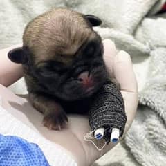 Tiny Pup Left Behind In The Trash With A Broken Leg Makes Heartwarming Recovery