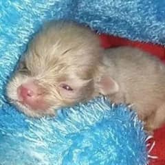 How a 3-Day-Old Albino Puppy Surprised Everyone by Surviving Against All Odds
