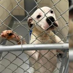 Heartbroken Pup Finds Hope After Long Wait At The Shelter For A Loving Home
