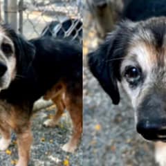 ‘Scared And Alone’ Senior Dog Abandoned On The Freeway Starts a New Chapter