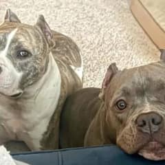 How Two Rescue Dogs Found Love and Healing Together After Their Rough Past