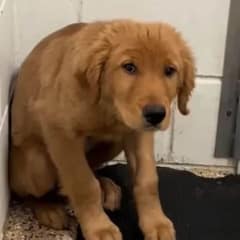 A Dog’s Heartwarming Journey Ends with the Family He Has Always Needed