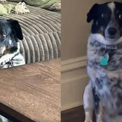 Shy Pup Tries To Make Friends At Parties But Ends Up Hiding Away