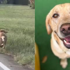 Abandoned Pup Chases After A Doggy Daycare Bus, Finds His Happily Ever After