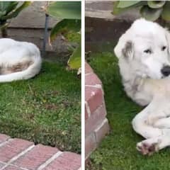 Woman Steps Outside to Find a Exhausted Stray Dog Sleeping in Her Yard
