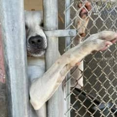 Sweet Puppy Stretched Out His Paw Through the Kennel, Hoping to Catch the Eye of a Loving Adopter