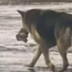 Stray Dog’s ‘Heartwrenching’ Tales Unveiled After Being Found Wandering With Her Only ‘Friend’