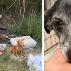 From Abandonment to Hope: A Rescue Story of Three Generations of Dogs