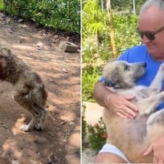 How An Elderly Street Dog Became a Source of Strength For His Owner