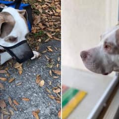 Sad Pit Bull Found Tied To Neighbor’s Tree with Owner’s Emotional Farewell Note