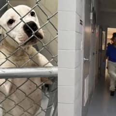After Many Letdowns, Dog Walks Out of Shelter Head Held High