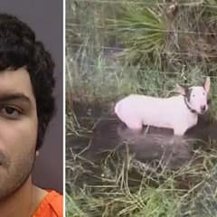 Florida Man Charged with Animal Cruelty After Abandoning Dog Ahead of Hurricane Milton