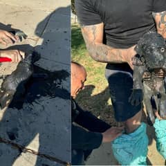 Officers Were Shocked To Find A Helpless Pup Stranded in Sewage Drain Covered In Sludge