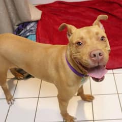 Dog Abandoned from Car Gets Adopted and Returned Twice, Leaving Internet in Shock