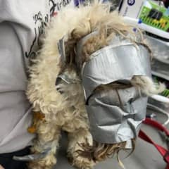 Poor Dog Found with His Face And Body Wrapped In Duct Tape Cries Out For His Owner